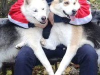 Sibirya kurdu Husky yavrularımız