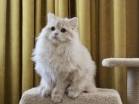 Krem rengi paşa british longhair