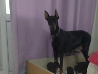 Orjinal Doberman Yavrular Sınırlı Sayıda