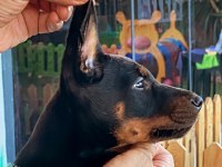 Doberman kızım
