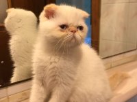Scottish Straight Longhair Erkek ve Scottish Fold Shorthair