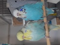 Show jumbo üst kalite mükemmel muhabbet kuşu yavruları