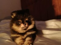 Pomeranian boo