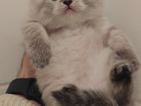 British longhair kedimiz için ulaşın