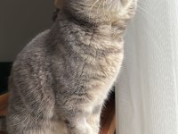 British Shorthair Sahiplendirilecek Kediler