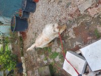 10 aylık tuvalet eğitimli aşıları tam terrier