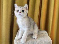 Blue golden british shorthair kedimiz fıstık
