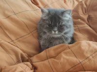 British shorthair kedisi yavrular
