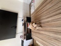 Sağlıklı süper oyuncu 0 numara toy poodle erkek