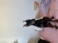 Doberman king dişi