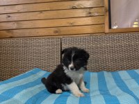 Border collie köpeği