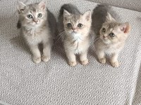British Shorthair Bebekler