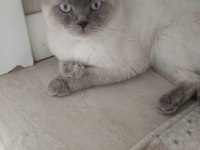 Scottish Fold 2 Yaşında Erkek