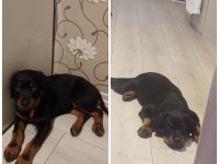 A+ kalitede koca kafa Rottweiler