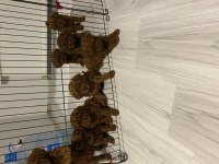 Toy kore karışımı safkan poodle lekesiz