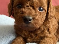 Kalite Toy Poodle Yavrularımız yeni ailelerini bekliyor