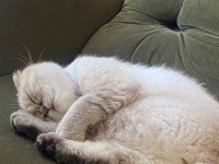 Uygun puana sahiplendirme yapacağım scottish fold