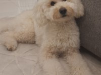 Eş arıyoruz toy poodle