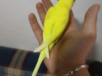 Ele alışkın yavru muhabbet kuşları