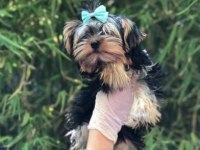 Irk Ve Sağlık Garantili Yorkshire Terrier Yavrularımız