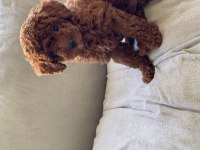 Toy poodle Kore poodle eşleşmesi