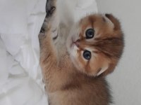 Scottish fold golden dişi