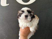Sıfır burun mükemmel kalite son shih tzu yavru