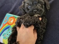 Acil Uygun Toy Poodle