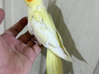 51 GÜNLÜ KUSURSUZ LUTİNO BEBEK SULTAN