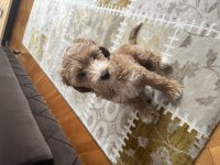 3 Aylık Dişi Maya Orjinal Maltipoo