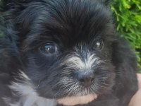 Egzotik yorkshire terrier yavruları