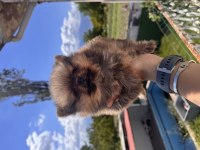 Safkan ayı surat Pomeranian Boo