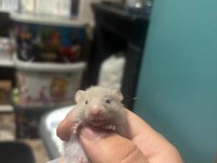Uzun tüylü suriye hamster yeni sahiplerini bekliyor