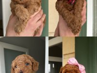 Toy poodle yavrularımız yeni yuvalarını arıyor