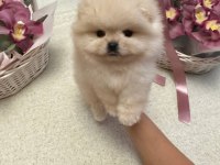 Pomeranian boo yavru