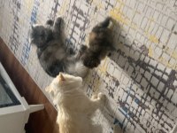 İRAN KEDİSİ
