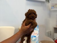 Kore Toy Poodle Bebekler Sahibini Bekliyor