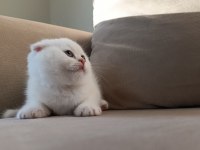 Karbeyaz Ns11 Scottish Fold Yavrusu