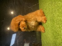 Poodle Yavrumuz