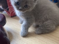 Show kalite british shorthair yavrular