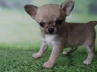 Elma Surat Chihuahua yavrularım
