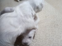 20 günlük kartopu bebek köpekler