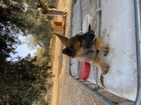 Belçika malinois