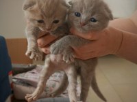 Kusursuz Scottish Fold Lilac/Black Yavrular
