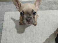 2 Aylık French Bulldog