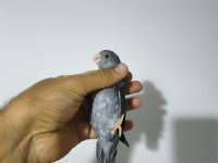 Yavru Forpus Papağanı