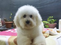 Türkiyede sayılı ailede olan özel ırk bichon frise