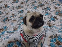 2 yaşında dişi Pug