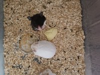 Ele alışık yavru verecek yaşa gelmiş 3 aylık hamsterler