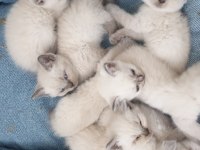 Scottish fold ve Britsh shorthair Yavrular